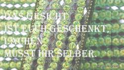 lustiger Spruch Lachen